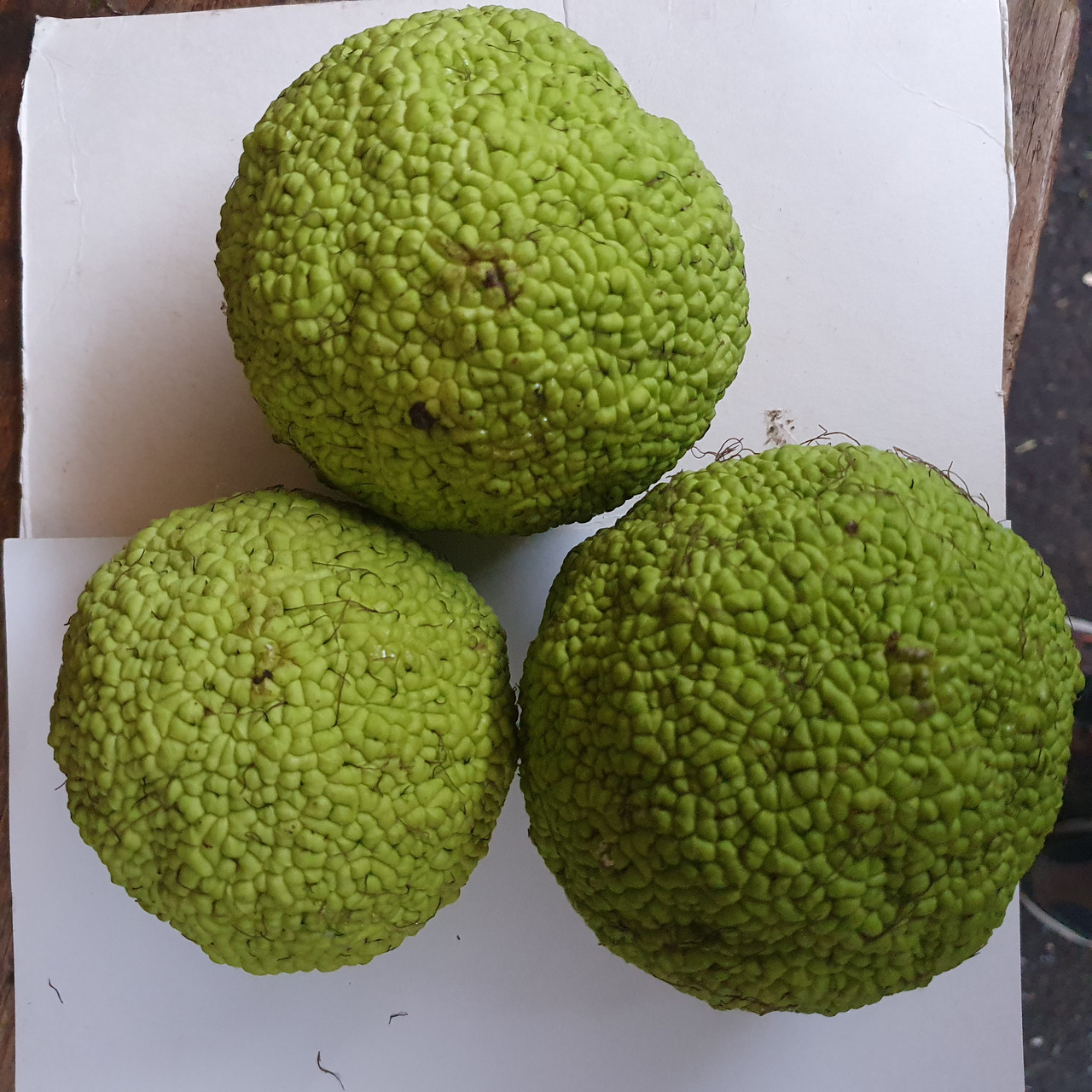 Адамове яблуко маклюра 1шт (Свіжий урожай), ціна 155 грн — Prom.ua (ID ...