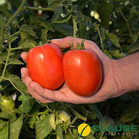 Семена томата Кафа (CLX38313) F1 1000 семян (Clause) среднеранний (70-75 дней), низкорослый томат