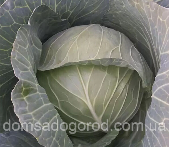 Капуста КС 29 F1 / КС 29 F1 Kitano Seeds 1000 насінин