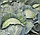Капуста КС 29 F1 / КС 29 F1 Kitano Seeds 1000 насінин, фото 2
