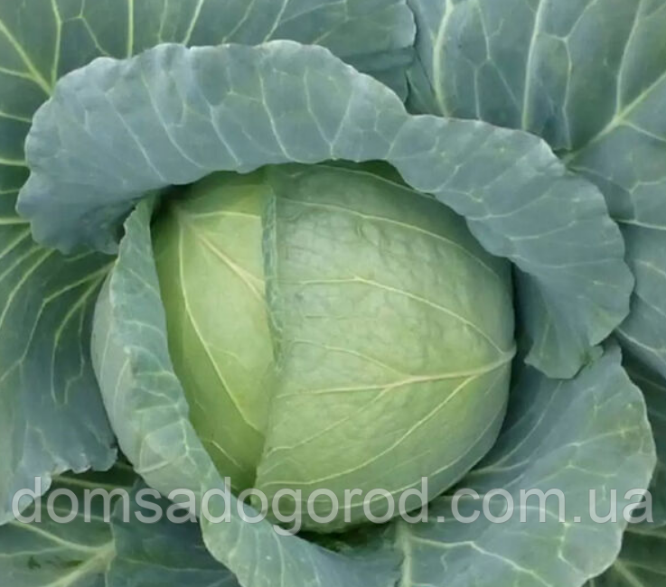 Капуста ХОНКА F1 / HONKA F1 Kitano Seeds 2500 семян (ID#1692492571 ...
