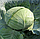 Капуста НАОМІ F1 / NAOMI F1 Kitano Seeds 2500 насінин, фото 3
