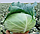 Капуста НАОМІ F1 / NAOMI F1 Kitano Seeds 2500 насінин, фото 4