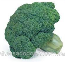 Капуста КЕЗІ F1 / Cazzy F1 Kitano Seeds 1000 насінин