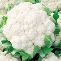 Капуста цвітна KС 2682 F1 / KS 2682 F1 Kitano Seeds 2500 насінин