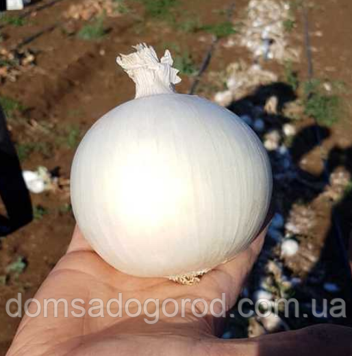 Цибуля ріпчаста КС 725 F1 / KS 725 F1 1000 насінин