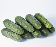 Огірок ДОМАНІ (КС 707) F1 / DOMANI KS 707 F1 Kitano Seeds 250 шт