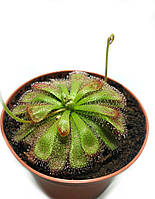Рослина хижак Росичка Алісіа AlienPlants Drosera Aliciae розмір М горщик 9 см