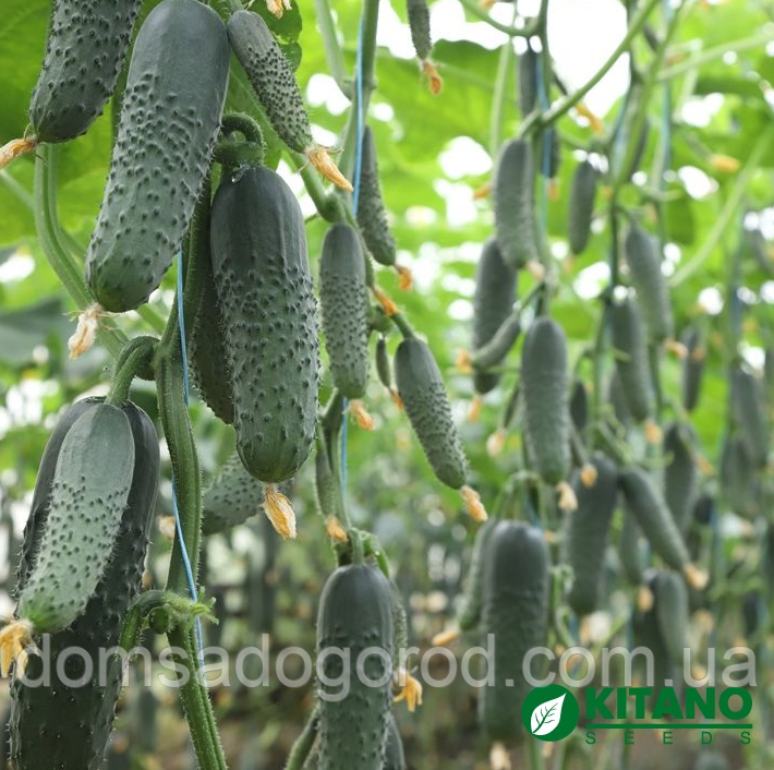 Огірок САТОМІ F1 (КС 84) / (KS 84) Kitano Seeds 1000 насінин
