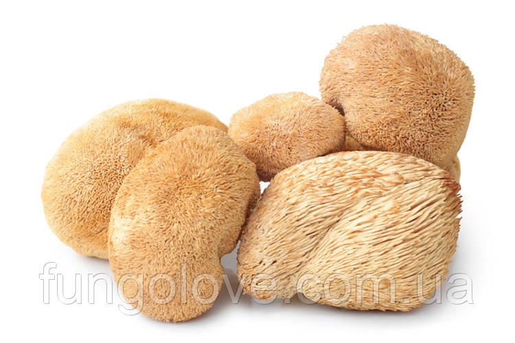 Герицій Гребінчастий (Їжовик) Hericium erinaceus, сушений, 100 гр, фото 1