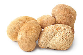 Герицій Гребінчастий (Їжовик) Hericium erinaceus, сушений, 100 гр