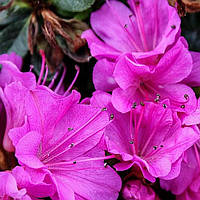 Азалия японская Гейша Пурпл укорененный черенок Azalea (Rhododendron) japonica Geisha Purple