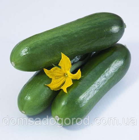 Огірок КС 1599 F1 (KS 1599 F1) Kitano Seeds 100 насінин