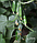 Огірок КС 1599 F1 (KS 1599 F1) Kitano Seeds 100 насінин, фото 3