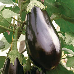 Насіння баклажану Блек Перл F1 (Black Pearl F1) Enza Zaden 500