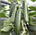 Огірок КС 930 F1 Kitano Seeds 100 насінин, фото 3