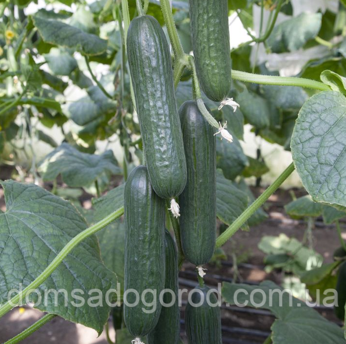 Огірок КС 930 F1 Kitano Seeds 100 насінин