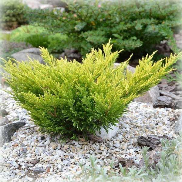 Ялівець горизонтальний Лайм Глоу (Lime Glow), фото 1