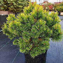 Сосна гірська Офір / С20 / d 40-60 / Pinus mugo Ophir, фото 2