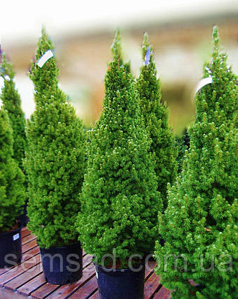 Ялина канадська Коніка Компакта  \ Picea glauca 'Conica Compacta' (С10л 60-70см) саджанці, фото 2