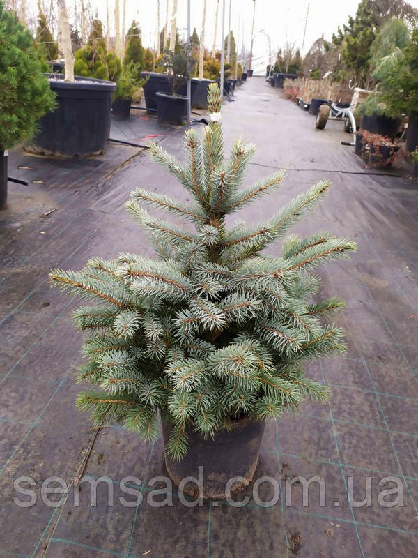 Ялина колюча блакитна Фат Альберт / Picea pungens 'Fat Albert'  ( 40см. ) саджанці 4 роки