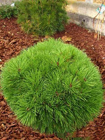 Сосна чорна Брепо ( саджанці 2 роки С1.5л )