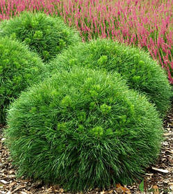 Сосна гірська Варелла ( саджанці 2 роки С1.5л )