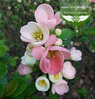 Chaenomeles speciosa 'Toyo-Nishiki', Айва прекрасна 'Тойо-Нішікі',C2 - горщик 2л