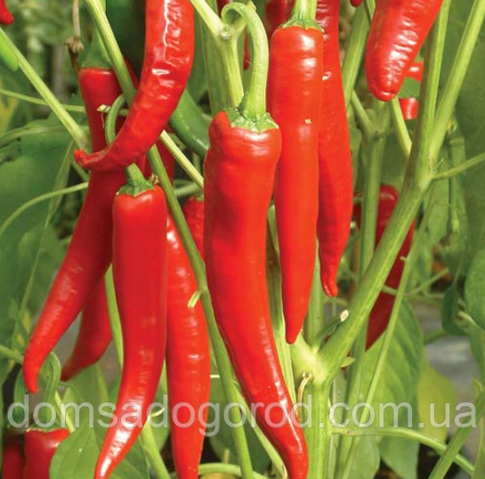 Перець гіркий КС 65 F1 | KS 65 F1 Kitano Seeds 100 шт.