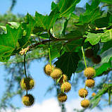Платан саджанці в контейнерах Platanus acerifolia, фото 3