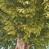Платан саджанці в контейнерах Platanus acerifolia, фото 4