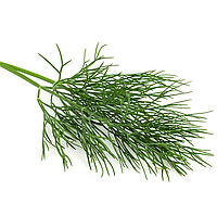 Укроп ТЕДДІ F1 | TEDDY F1 Enza Zaden 50 000 шт