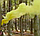 Кольоровий дим для фотосесії Жовтий Maxsem MA0511 Yellow smoking fountain 60 сек, фото 5