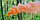 Кольоровий дим для фотосесії Помаранчевий Maxsem MA0511 Orange smoking fountain 60 сек, фото 5