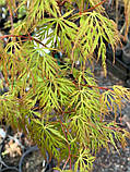 Клен японський "Emerald Lace".
Acer palmatum "Emerald Lace"., фото 5