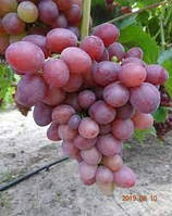 Виноград середньостиглий Фаетон. У контейнерах 5л. (Анонс).