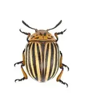 ІНСЕКТИЦИДИ