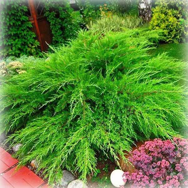 Ялівець середній Мінт Джулеп (Mint Julep), фото 1