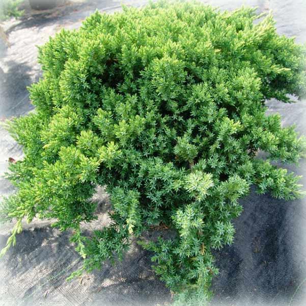 Ялівець горизонтальний  Нана (Nana), фото 1