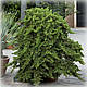 Ялівець горизонтальний  Нана (Nana), фото 2