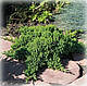 Ялівець горизонтальний  Нана (Nana), фото 3