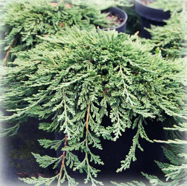 Ялівець горизонтальний Панкейк (Pancake), фото 1