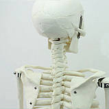 Велика модель скелета RESTEQ деталізована фігурка скелета анатомічний скелет людини 45см, фото 5