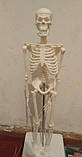 Велика модель скелета RESTEQ деталізована фігурка скелета анатомічний скелет людини 45см, фото 8