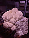 ГЕРІЦІУМ ГРЕБІНЧАСТИЙ сушений ( Їжовик) Hericium erinaceus, 100 гр, фото 7