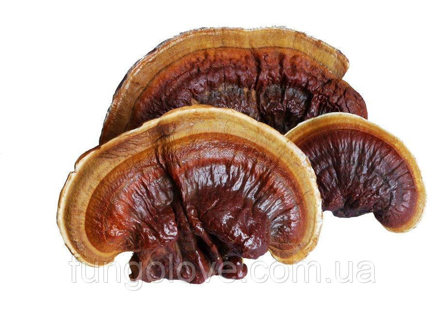 Сушені Гриби Рейші Ganoderma lucidum, 100гр