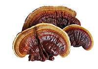 Сушенные Грибы Рейши Ganoderma lucidum, 100гр