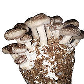 Вирощування Грибів