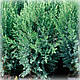 Ялівець китайський Стрікта (Stricta), фото 2