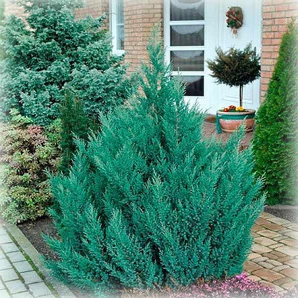 Ялівець китайський Стрікта (Stricta), фото 1